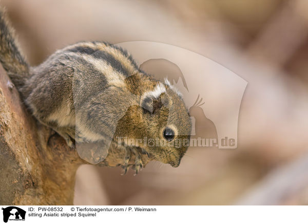 sitting Asiatic striped Squirrel / PW-08532