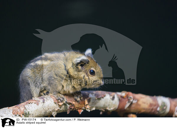 Asiatic striped squirrel / PW-15174