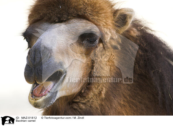 Bactrian camel / MAZ-01812