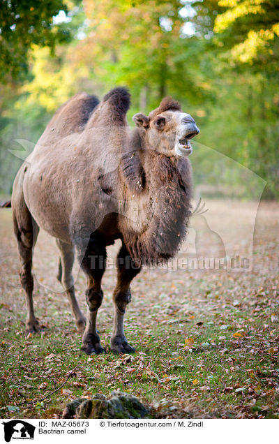 Bactrian camel / MAZ-05673