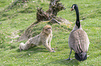 Barbary Ape with Canada Goose