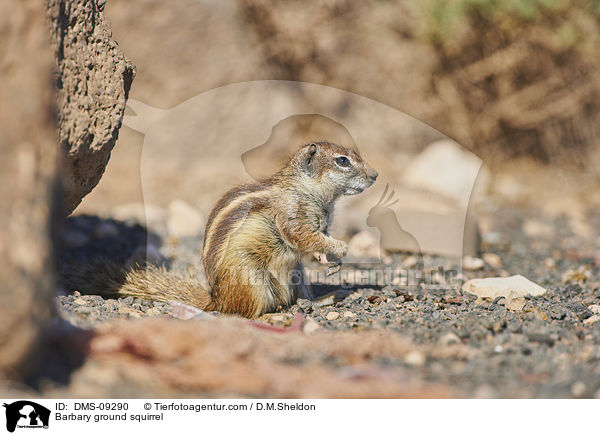 Barbary ground squirrel / DMS-09290