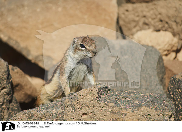 Barbary ground squirrel / DMS-09348