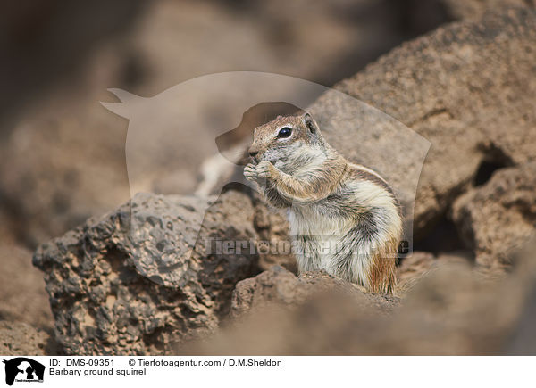 Barbary ground squirrel / DMS-09351