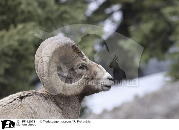 bighorn sheep / FF-12078