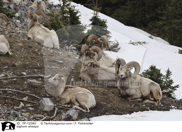 bighorn sheeps / FF-12080