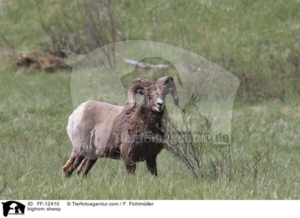 bighorn sheep / FF-12410
