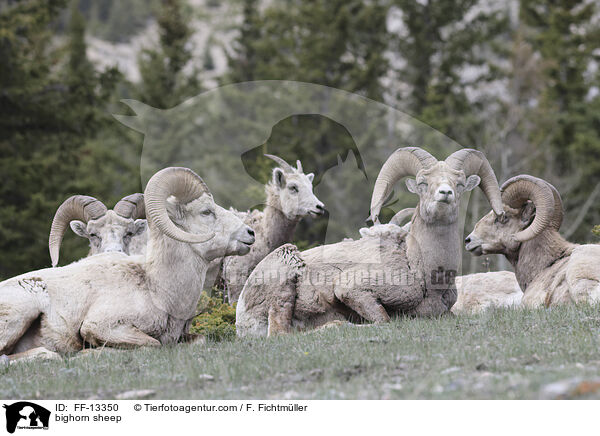 bighorn sheep / FF-13350