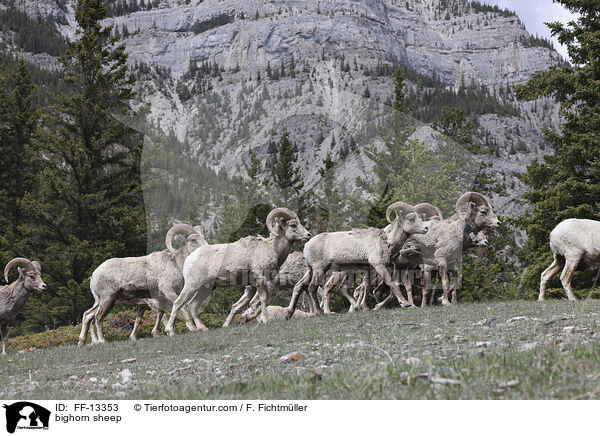 bighorn sheep / FF-13353