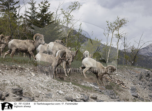 bighorn sheep / FF-13354
