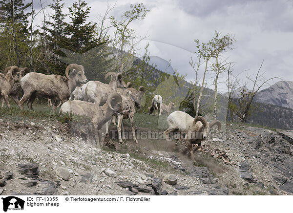 bighorn sheep / FF-13355