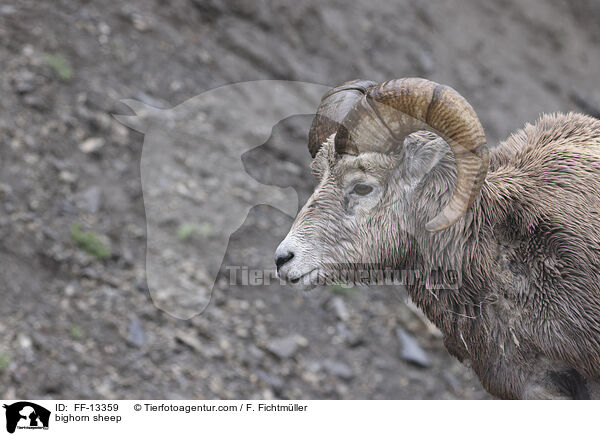 bighorn sheep / FF-13359