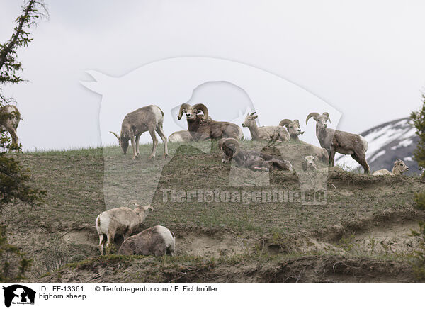 bighorn sheep / FF-13361