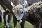 young bighorn sheep