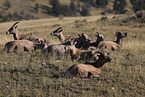 bighorn sheeps