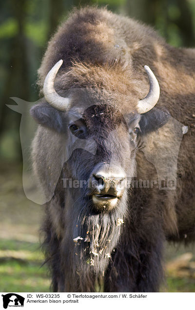 American bison portrait / WS-03235