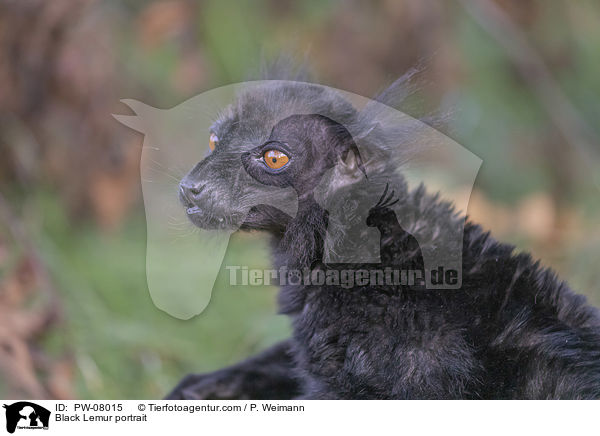 Black Lemur portrait / PW-08015