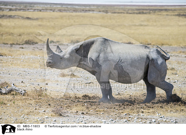 black rhino / MBS-11803