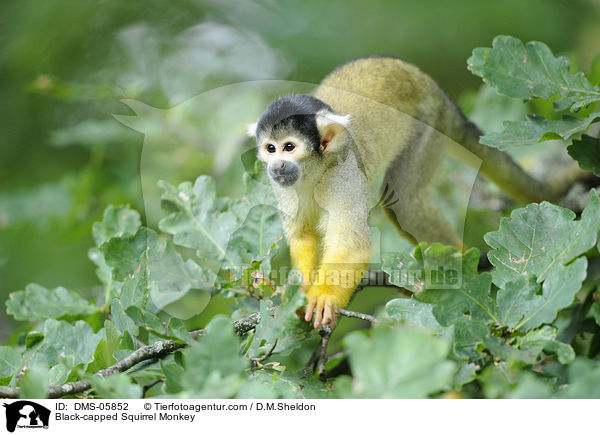 Black-capped Squirrel Monkey / DMS-05852
