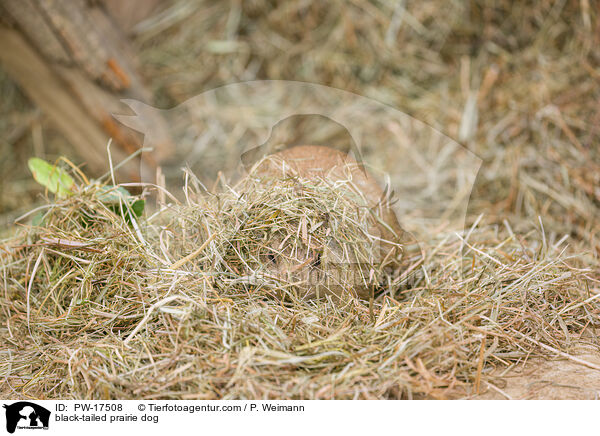 black-tailed prairie dog / PW-17508