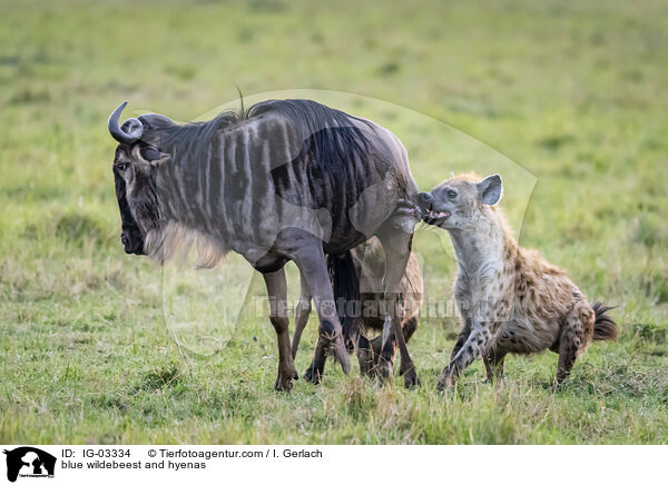 blue wildebeest and hyenas / IG-03334