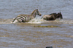 blue wildebeest and plains zebra