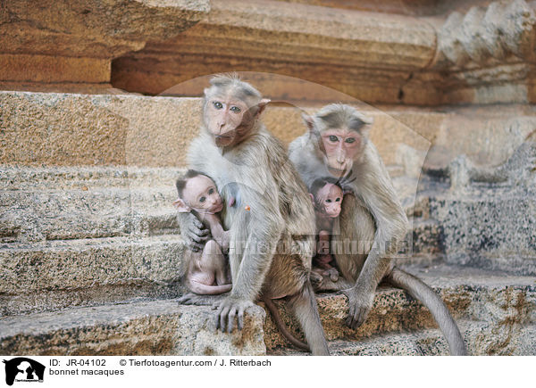 bonnet macaques / JR-04102