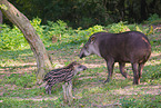 Brazilian tapirs