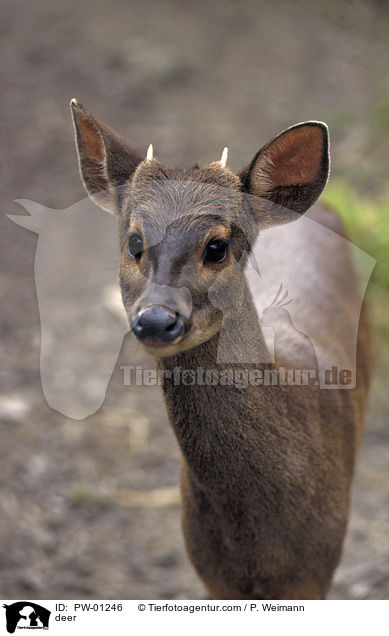 deer / PW-01246