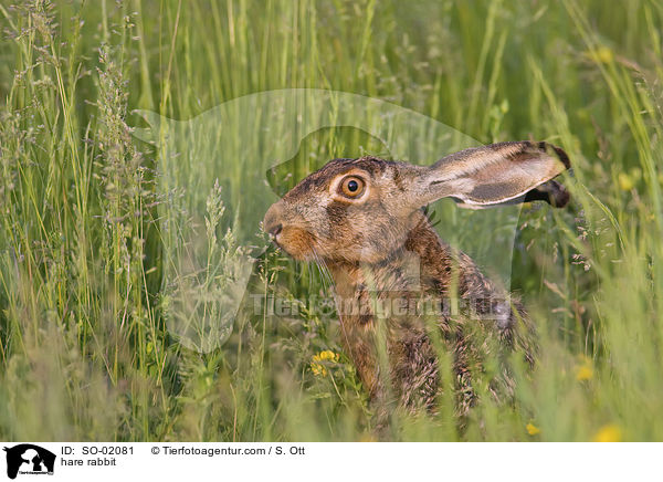 hare rabbit / SO-02081
