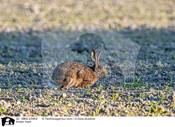 brown hare / MBS-23962