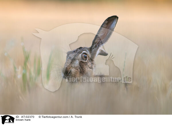 brown hare / AT-02370