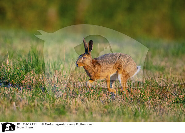 brown hare / FH-02151