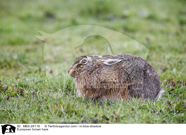 European brown hare / MBS-26116