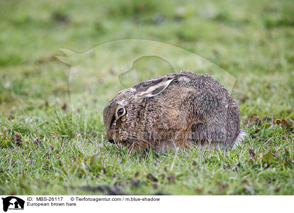 European brown hare / MBS-26117