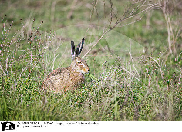 Feldhase / European brown hare / MBS-27703