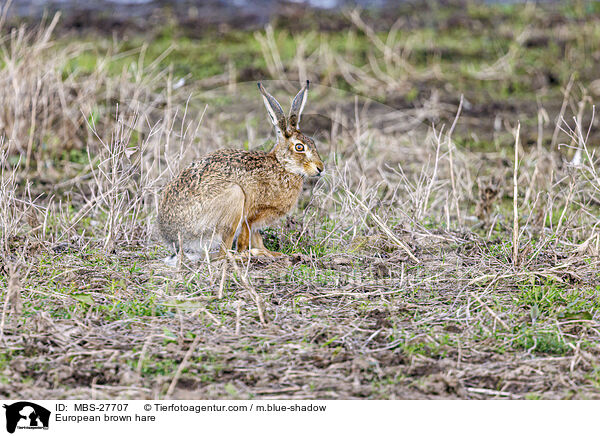 Feldhase / European brown hare / MBS-27707