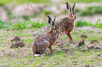 2 brown hares