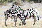 2 plains zebras