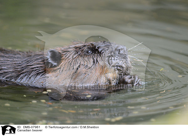Canadian beaver / DMS-07961