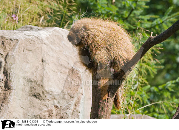 north american porcupine / MBS-01303