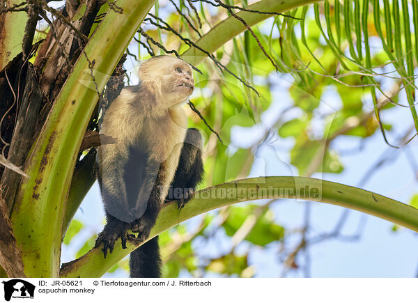 capuchin monkey / JR-05621
