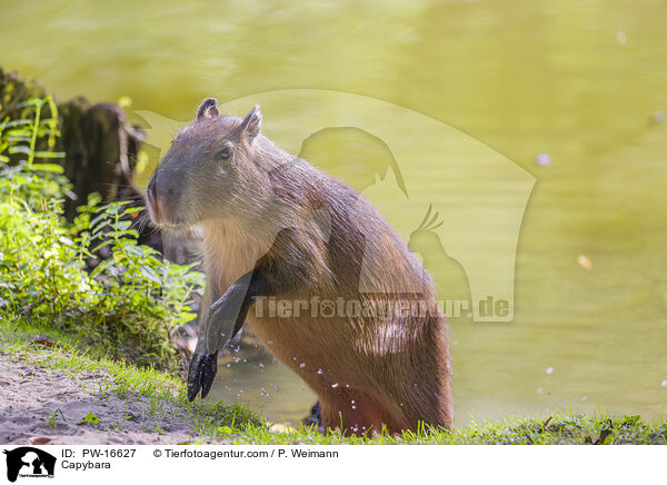 Capybara / PW-16627
