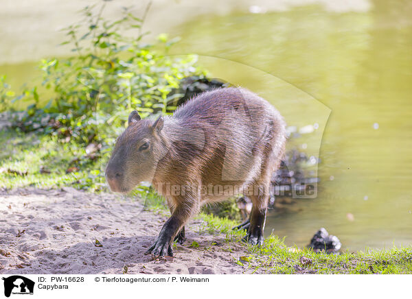 Capybara / PW-16628