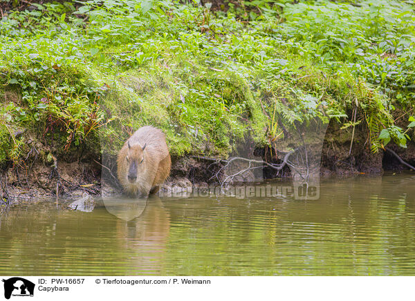 Capybara / PW-16657