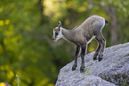 young Chamois