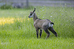 young Chamois