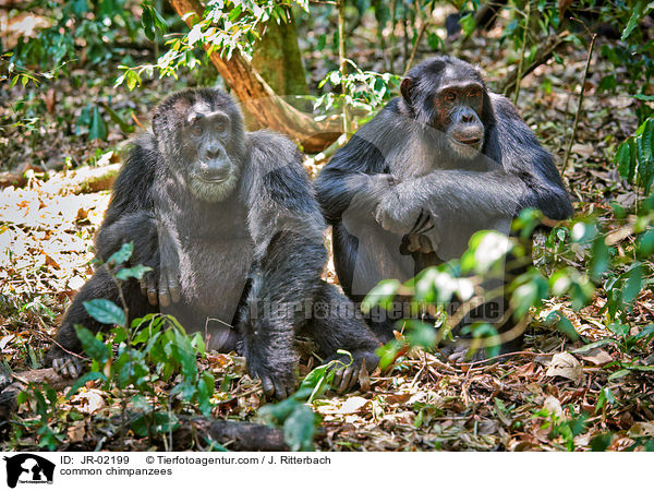 common chimpanzees / JR-02199