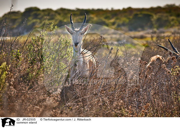 common eland / JR-02505