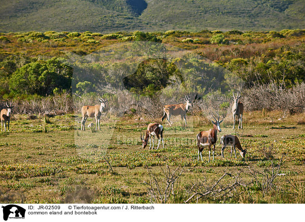 common eland and bontebok / JR-02509